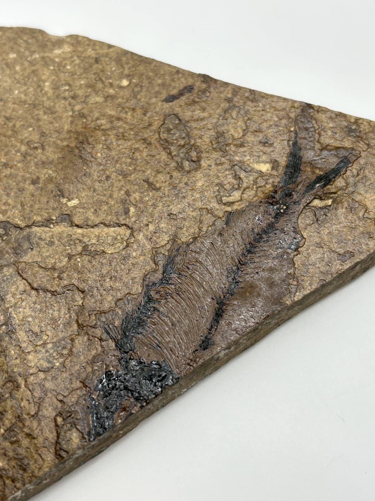Fossil Fish Impression in Shale Rock Slab – Natural Specimen 3