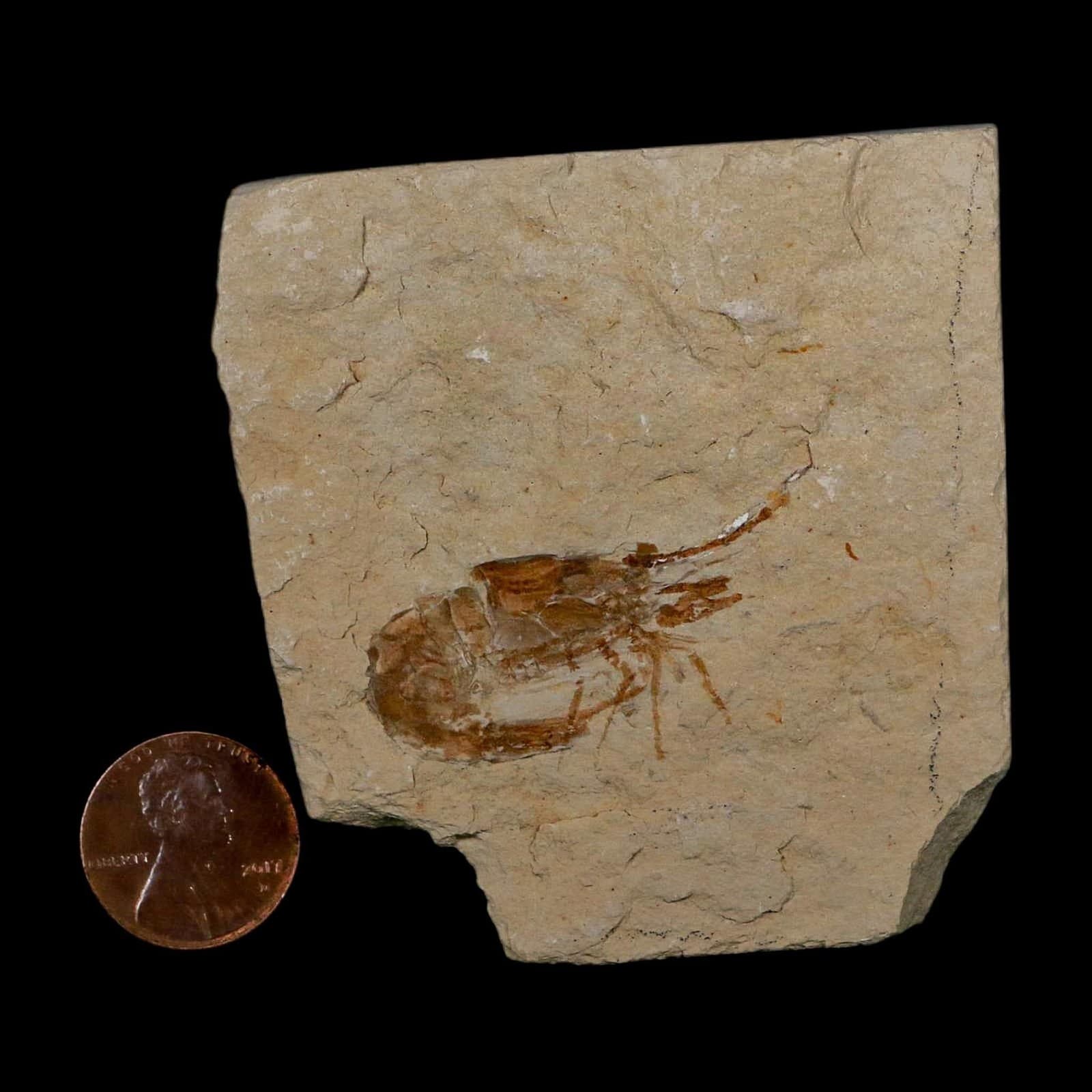 1.4" Fossil Shrimp Carpopenaeus Cretaceous Age 100 Mil Yrs Old Lebanon COA 3