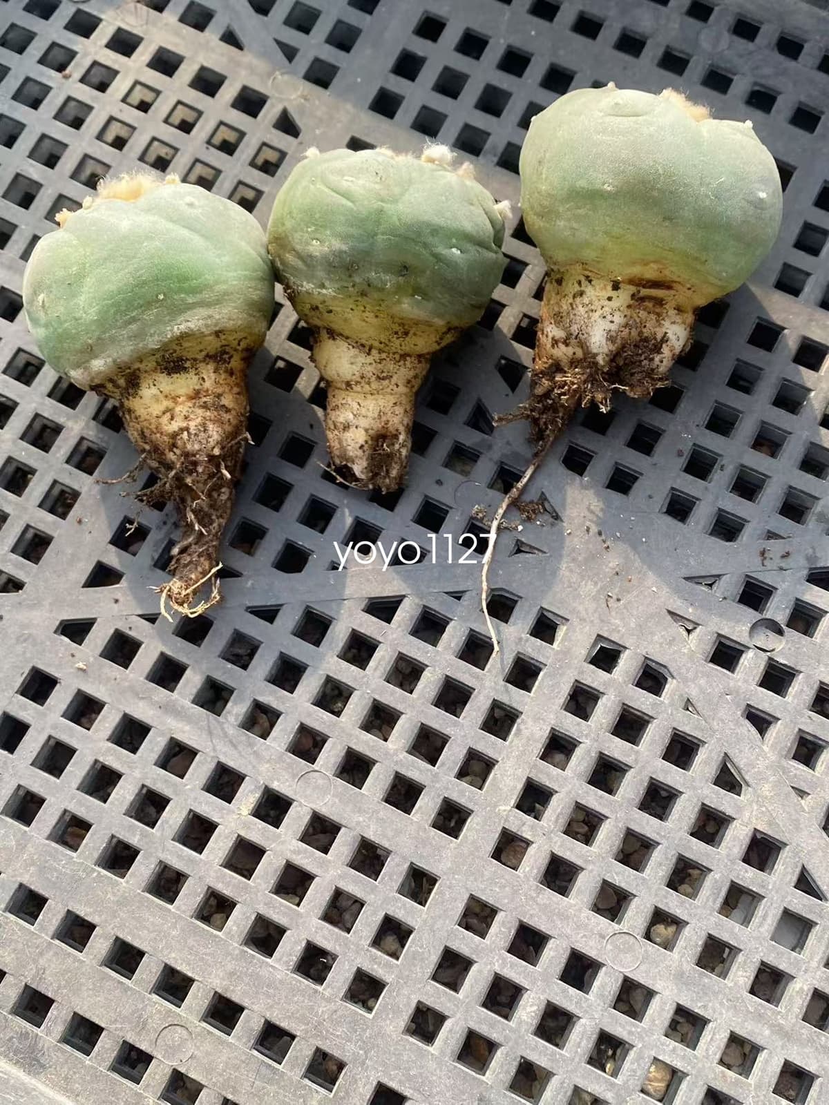 3pcsThornless Beautiful Cactus Succulent RadishRoot  5cm 4