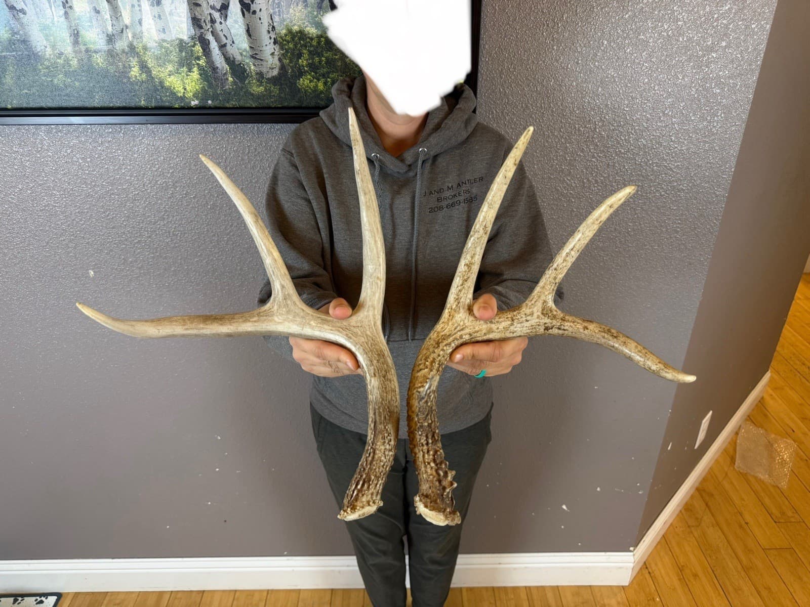 Two 4pt Whitetail Deer Antlers Sheds WILD IDAHO Horns RATTLE Decor RATTLING SET 2