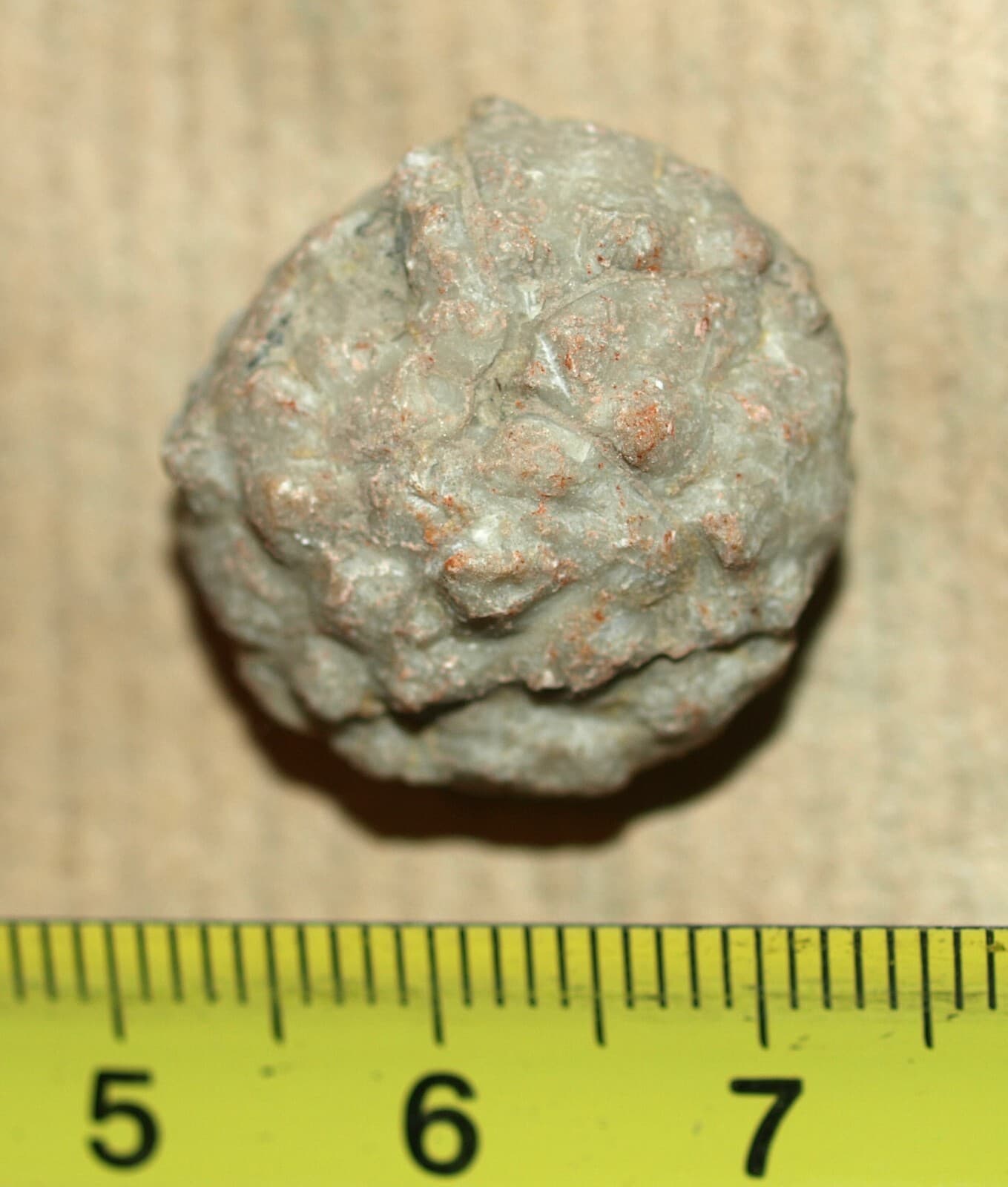 SUPER Rare! Amazing Echinoderm species- Protocrinites fragum Eichwald,1860   2