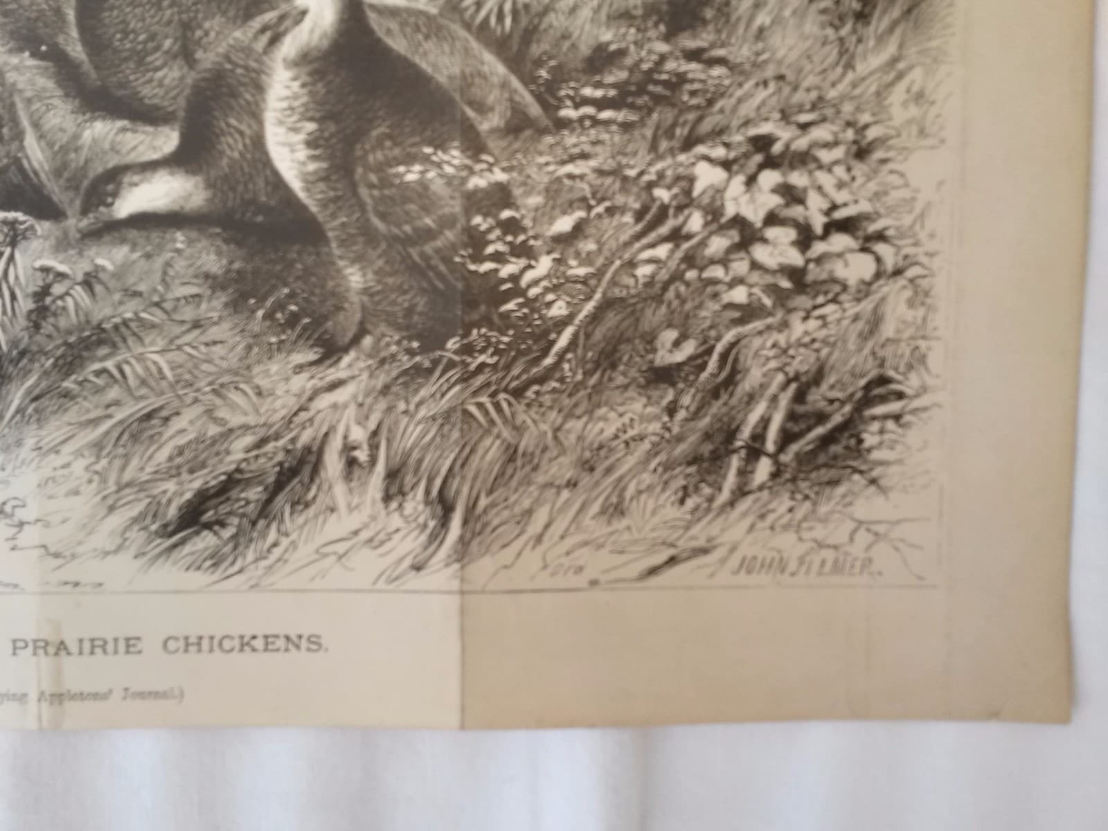 Circa 1870 Litho  "Among the Prairie Chickens" Accompaniment Appleton Journal 4