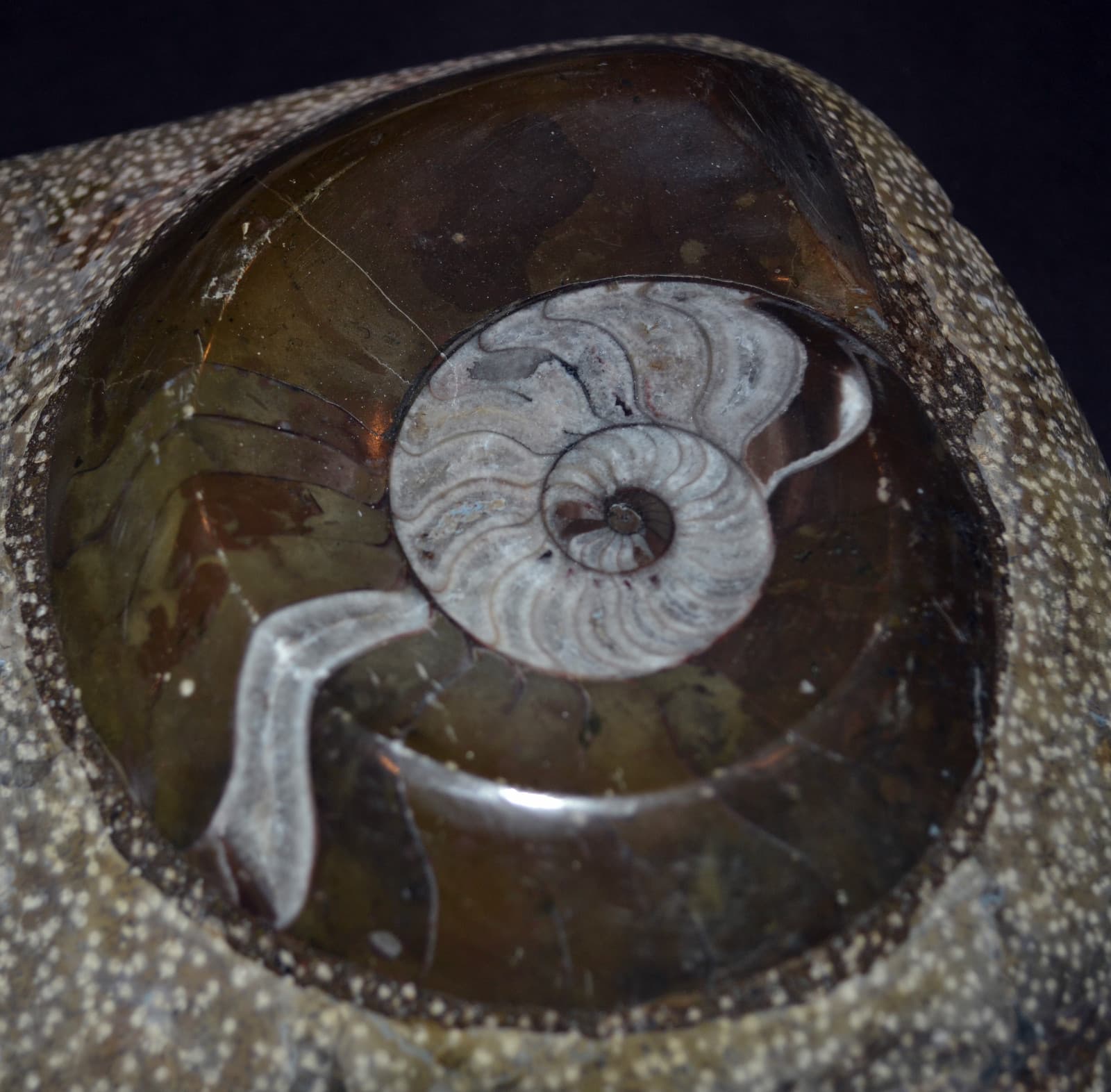 TWO (2) NAUTILUS NAUTILE FOSSIL EMBEDDED in ROCK shell jurassic beautiful art 3