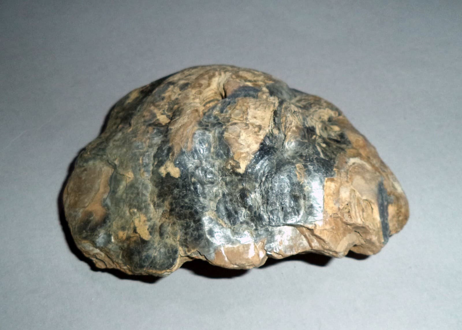 Fossil Sea Shells from Cape of Rodon, Albania. 262 gr; 100 mm. 2