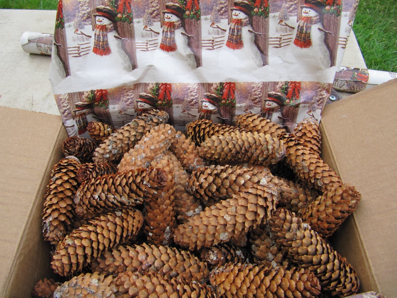 50 Pinecones