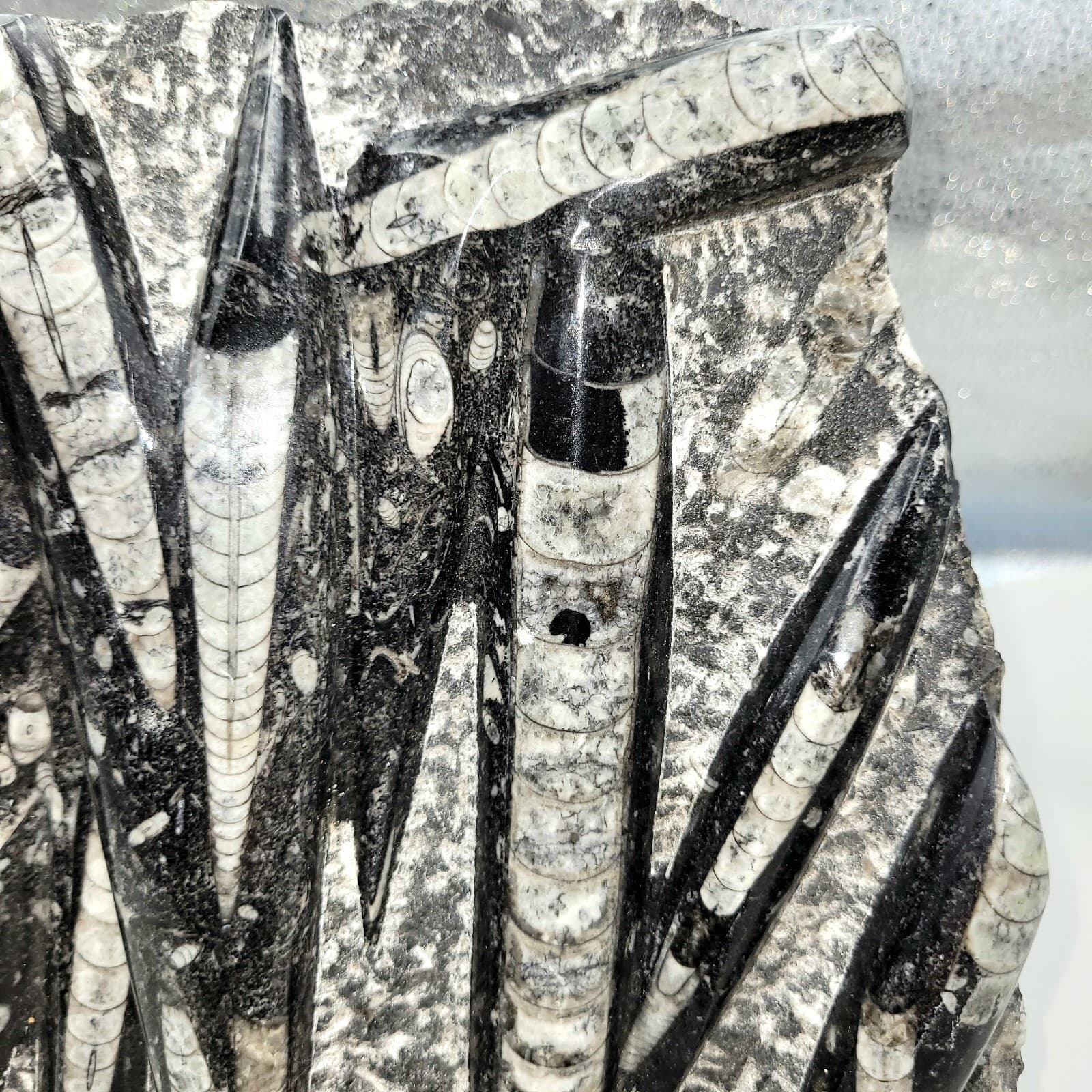 Orthoceras Fossil Mollusk Ammonite 8lb 5.5oz.  5