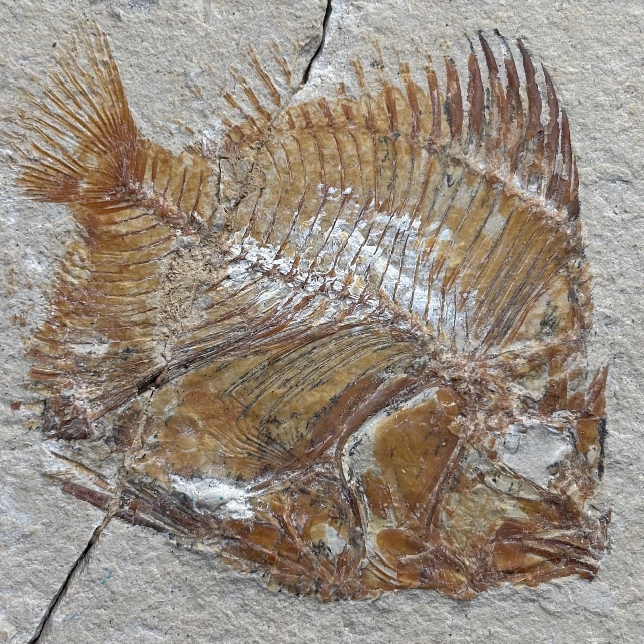 Pycnosteroides levispinosus fossil fish - Cretaceous Cenomanian Lebanon - 6.5 cm 3