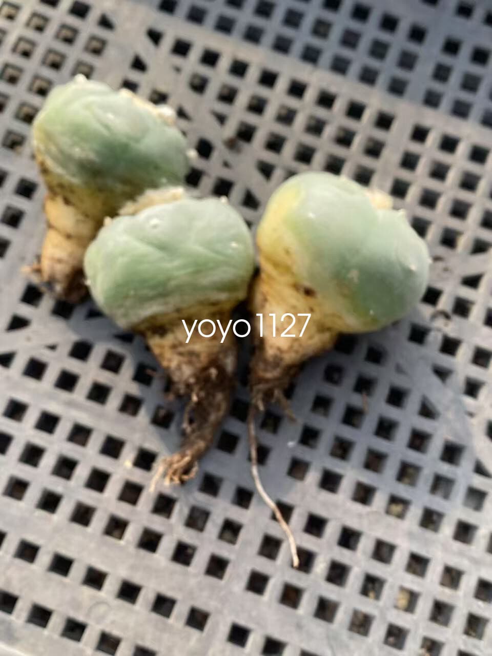 3pcsThornless Beautiful Cactus Succulent RadishRoot  5cm 5
