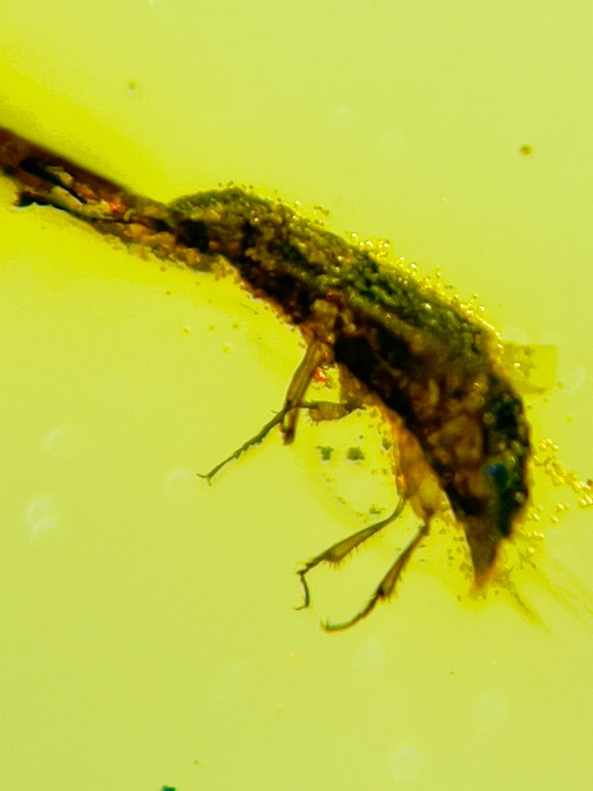 Fossil amber Insect burmite Burmese Cretaceous Beetle Insect Myanmar 5