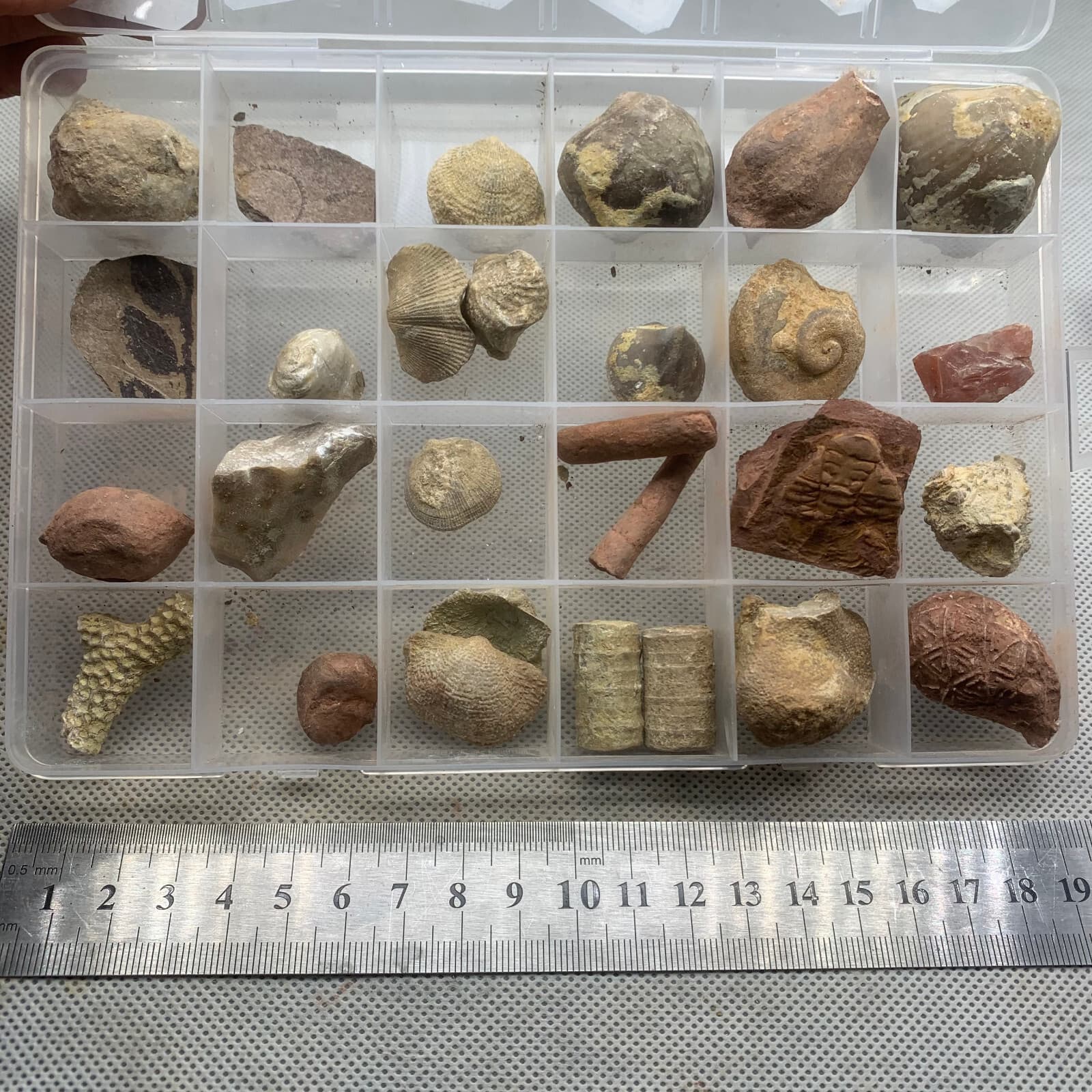 24 fossil specimens from China 2