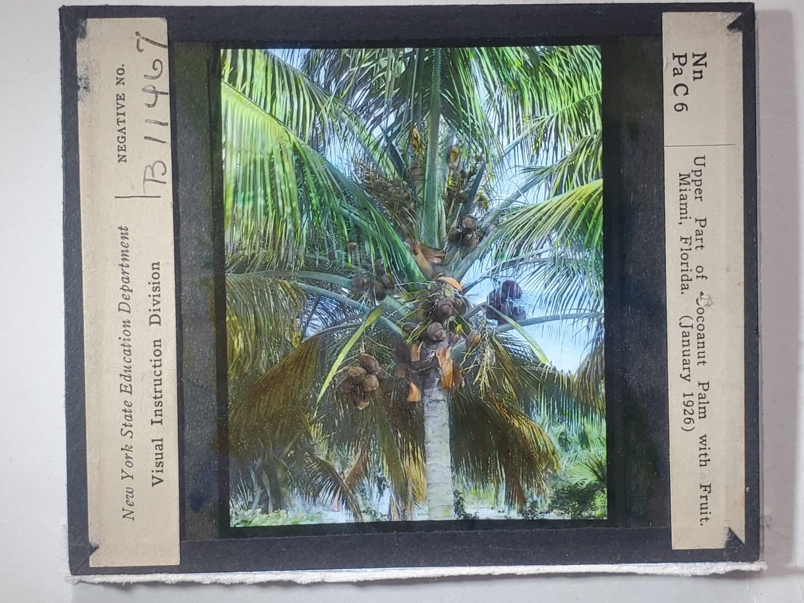 1926, Coconut Palm With Fruit, Miami, Florida, Magic Lantern Glass Slide 2