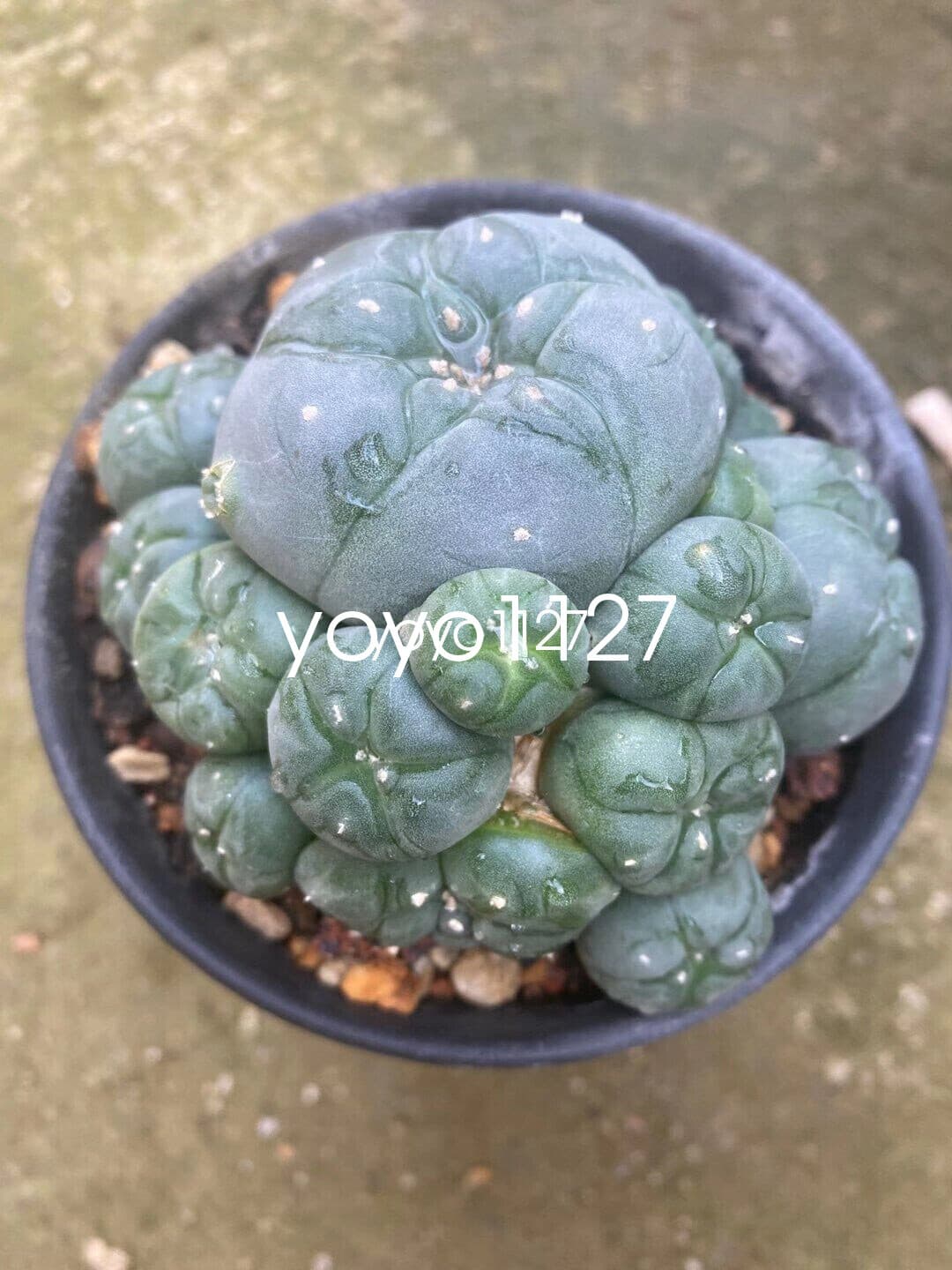 multi head succulent plant community 6-8cm Succulent Cactus LW seedgrowth