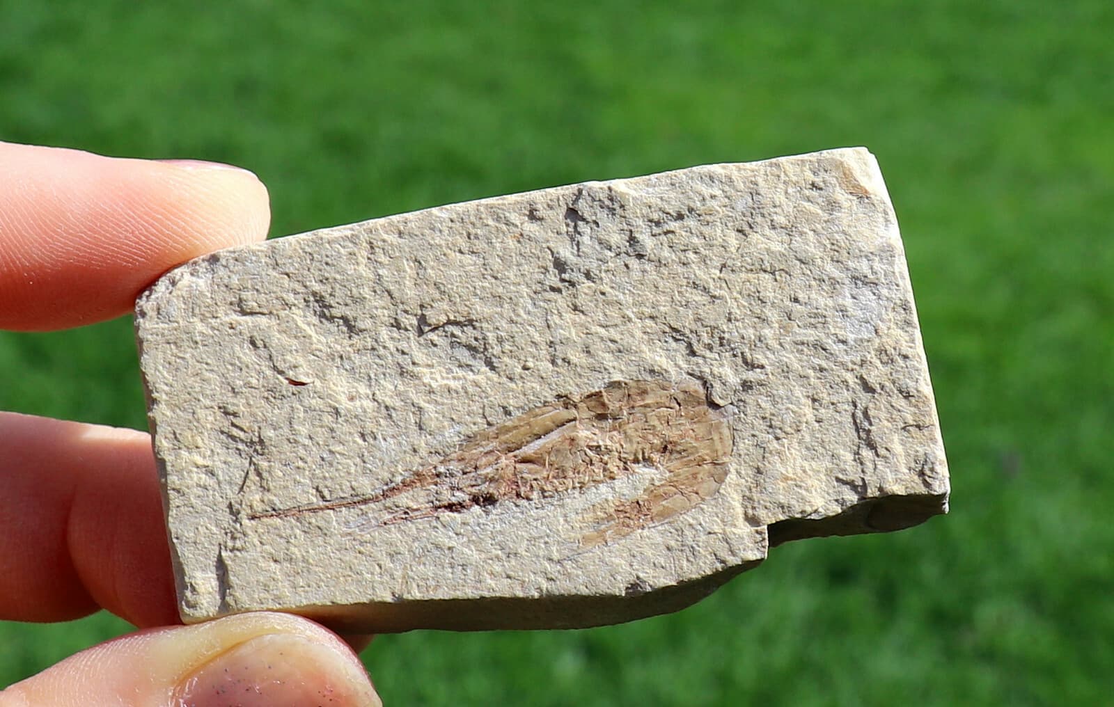 Fossil Shrimp From Solnhofen Germany  150 MILLION YRS OLD 6.5 Cm's  JURASSIC 6