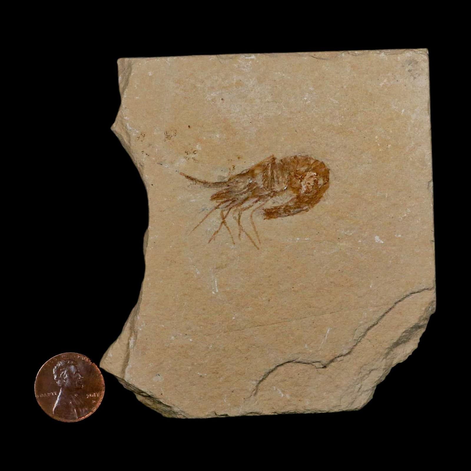 1.5" Fossil Shrimp Carpopenaeus Cretaceous Age 100 Mil Yrs Old Lebanon COA 3