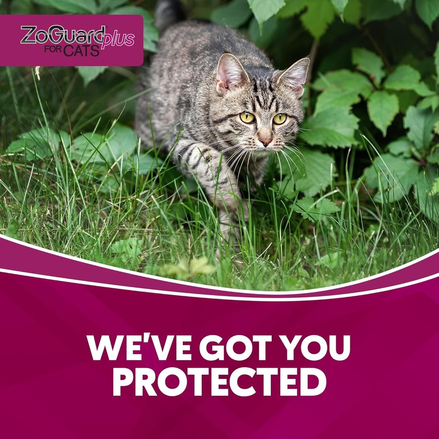 ZoGuard Preventative Treatment for Cats ☑️3-Month Supply 6