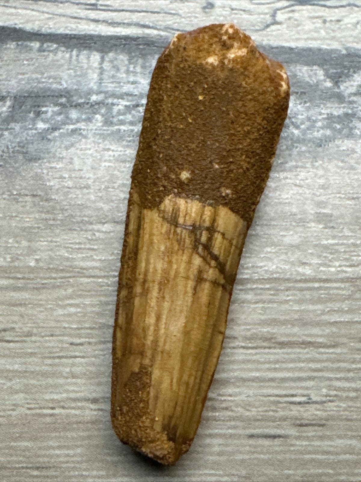 1.5 INCH LONG SPINOSAURUS TOOTH DINOSAUR TEETH REAL FOSSIL EXTINCT SPINOSAUR 2