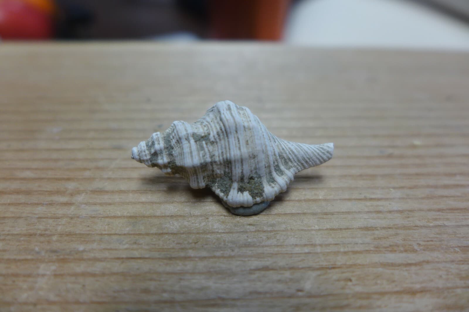 GEOLOGICAL ENTERPRISES Pliocene fossil gastropod, shell, Charonia sp. Italy 3