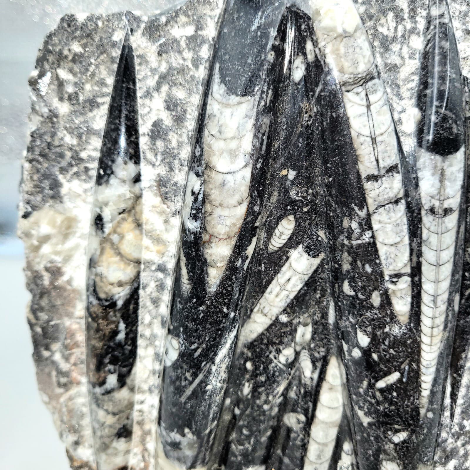 Orthoceras Fossil Mollusk Ammonite 8lb 5.5oz.  6