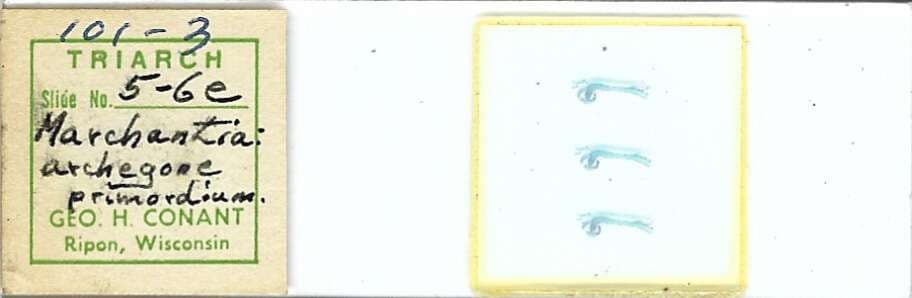 Marchantia sp. Archegone Primordium Microscope Slide by Geo. H. Conant