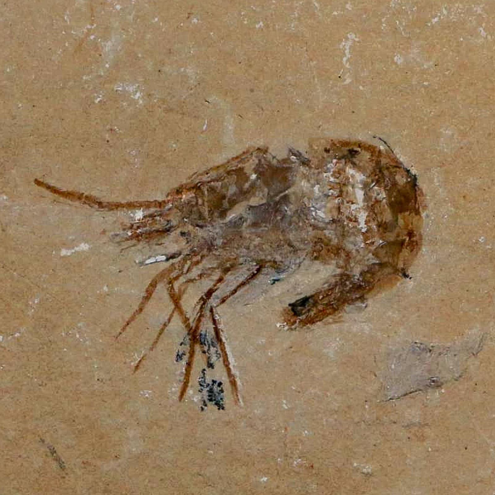 1.7" Fossil Shrimp Carpopenaeus Cretaceous Age 100 Mil Yrs Old Lebanon COA