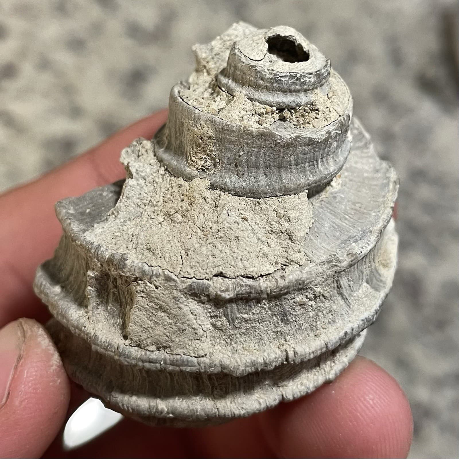 Ecphora Fossils Maryland State Fossil Predatory Snail Fossil Calvert Cliffs 4