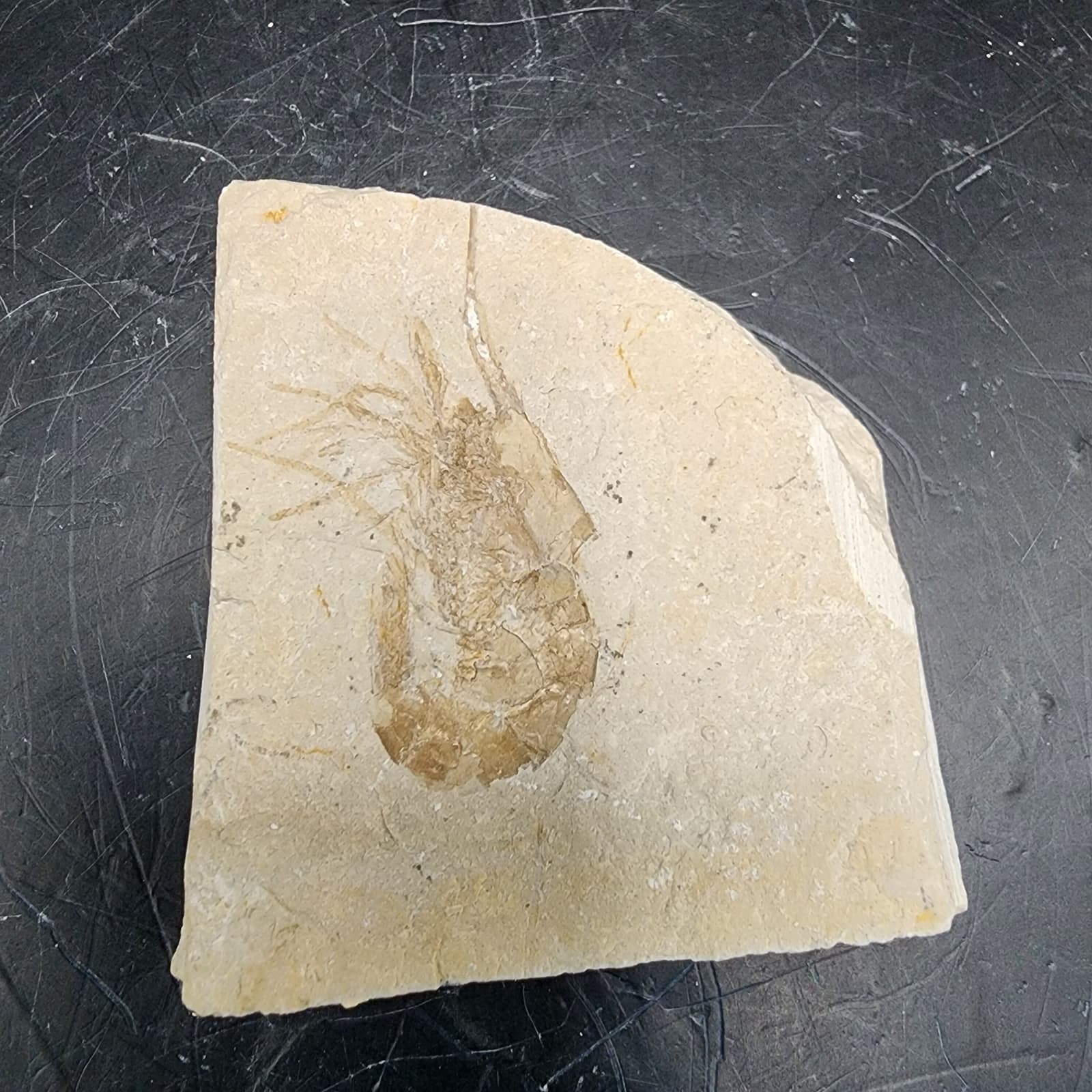 Well-Preserved Shrimp Fossil 2