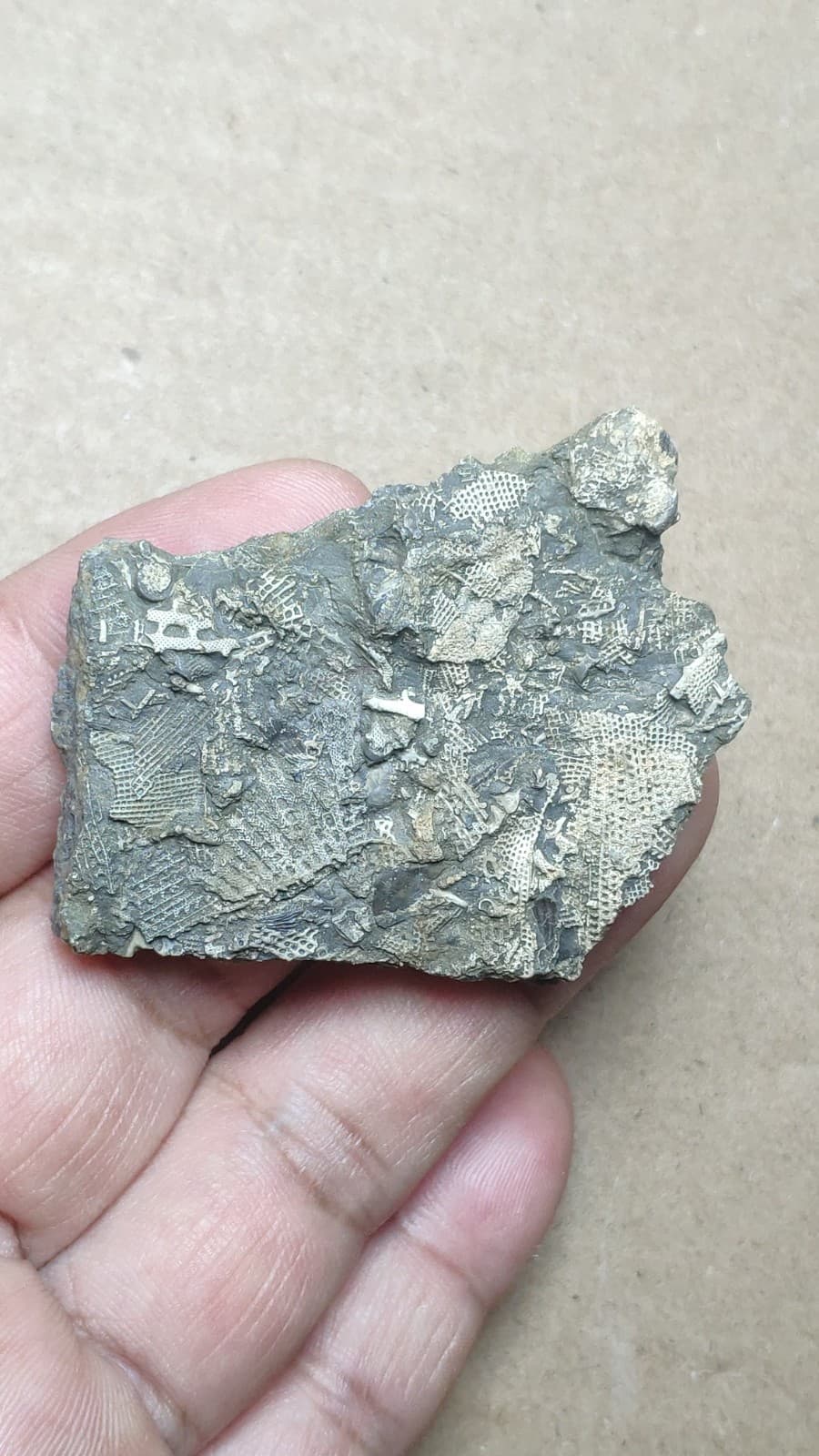 26g Bryozoa specimen from Cambrian Period