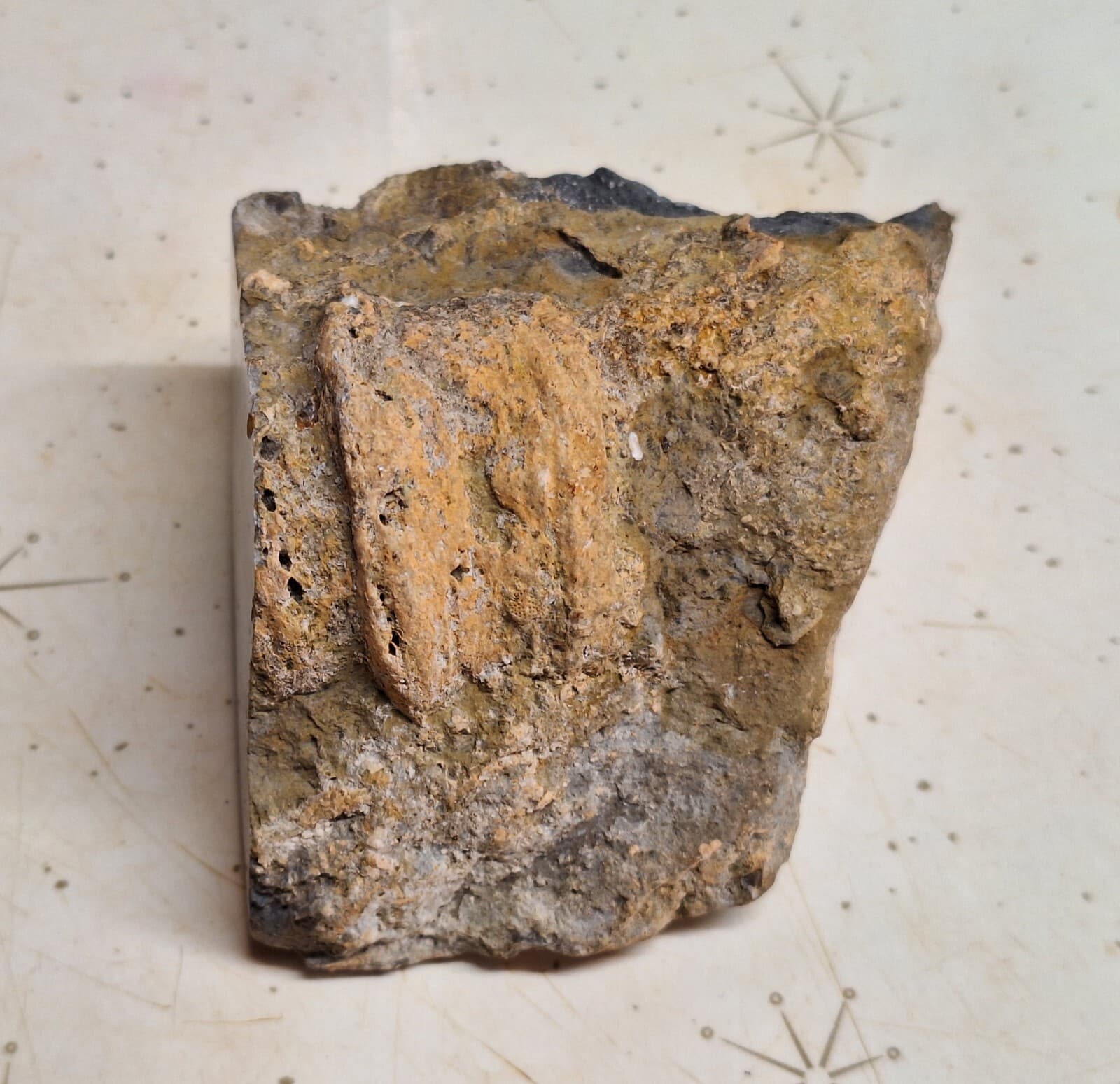 Large Fossil Horn Coral Devonian age Lake Huron Michigan - Cut And Polished Face 4