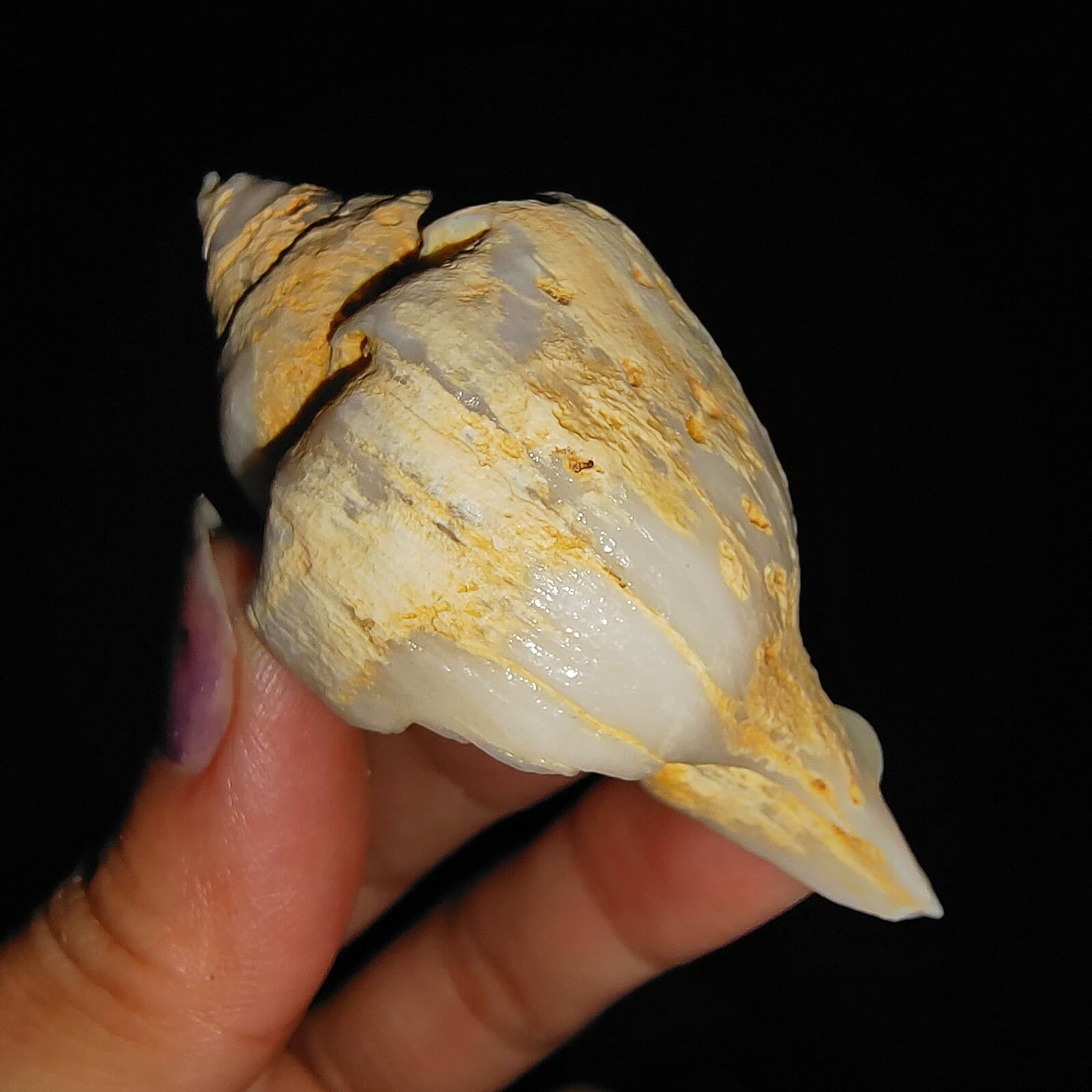 SEA SHELL FOSSIL, GASTROPODA FASCIOLARIDAE, FROM JAVA, INDONESIA, 66MM 2