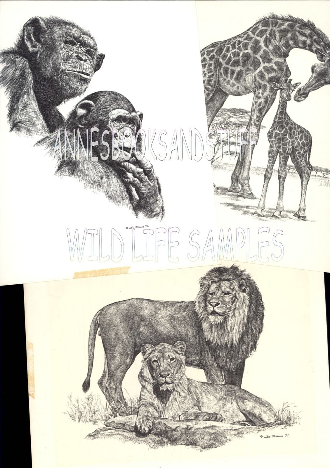 #193 VIZSLA  dog portrait art print * Pen and ink drawing * Jan Jellins 3