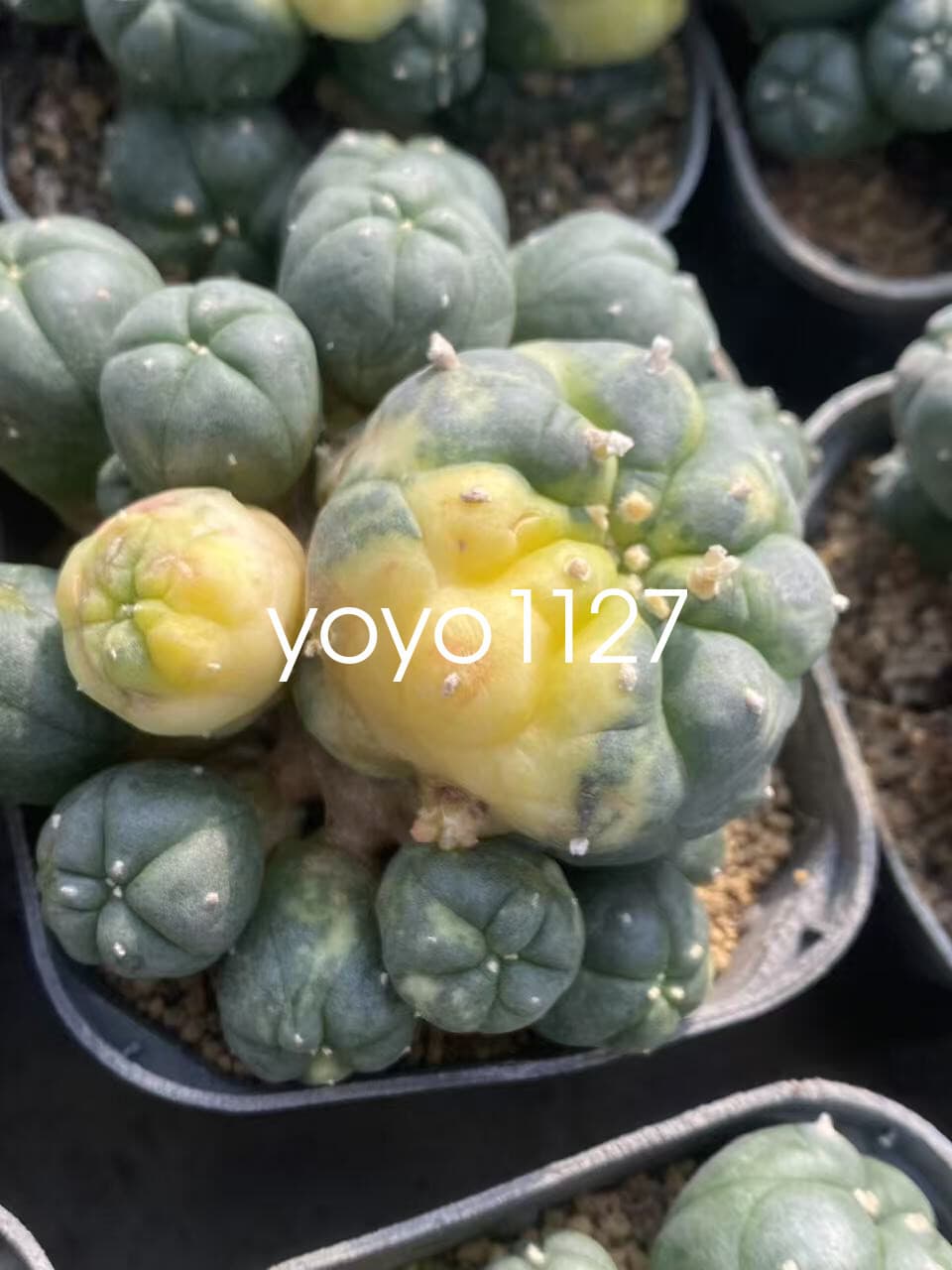 1PC Succulent Cactus williami Variegated Random SelfRoot Multi Heads plants 3