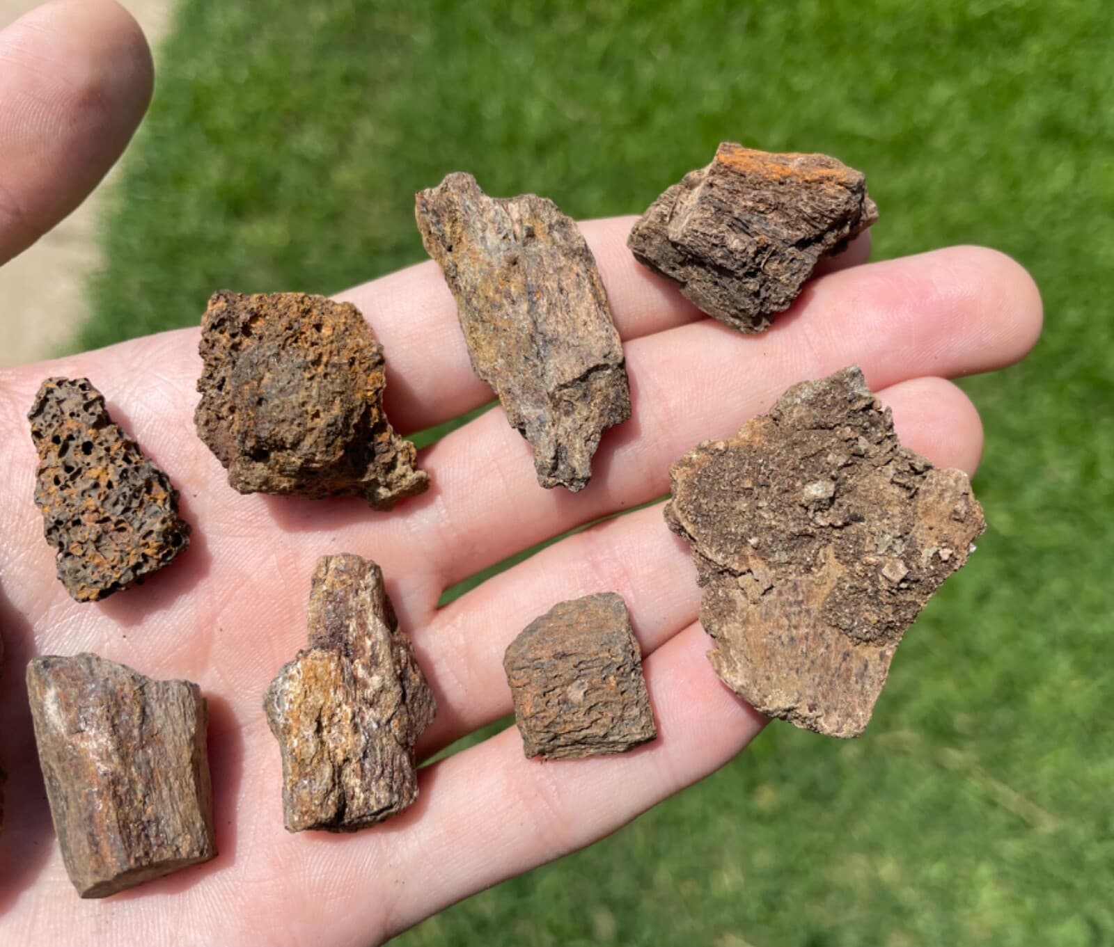 Hell Creek Fossil Triceratops Bone ONE PER PURCHASE Cretaceous Dinosaur Bone 3