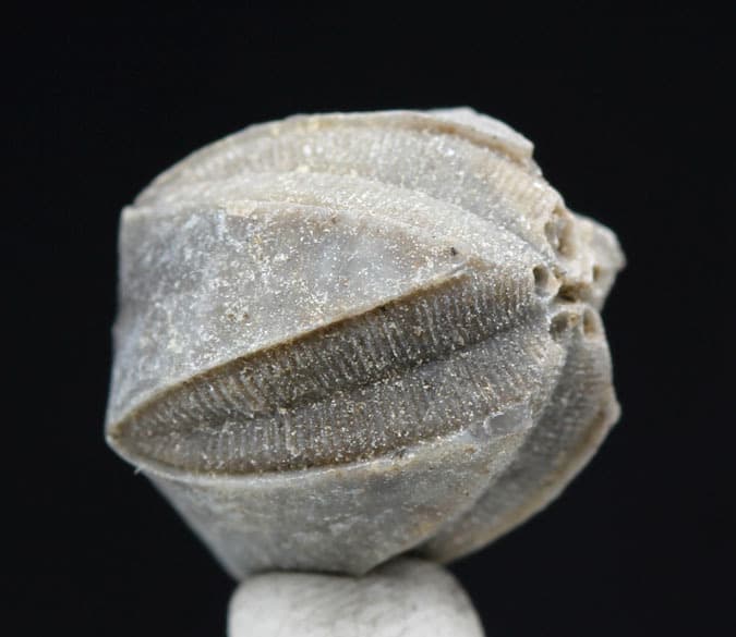 Blastoid Specimen NICE Fossil Sea Life Echinoderm Mineral INDIANA w/ ID card 3