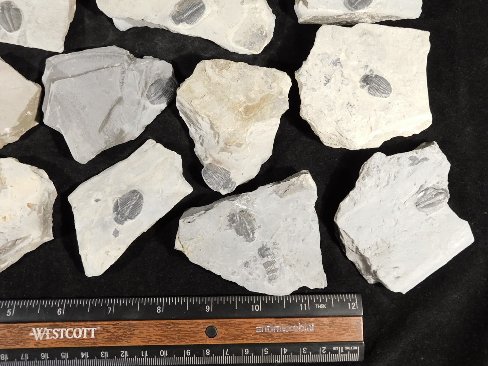 Small 100% Natural Elrathia TRILOBITE Fossil From Cambrian Utah 4