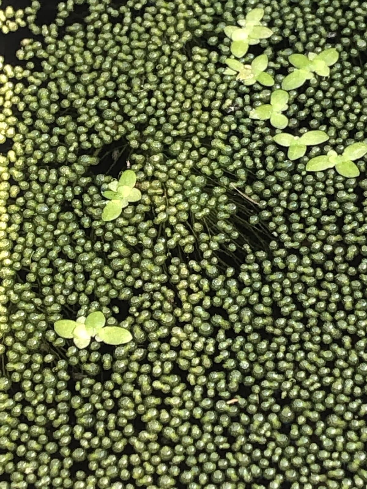 Wolffia sp. smallest flowering plant on earth, Floating, sustainable production
