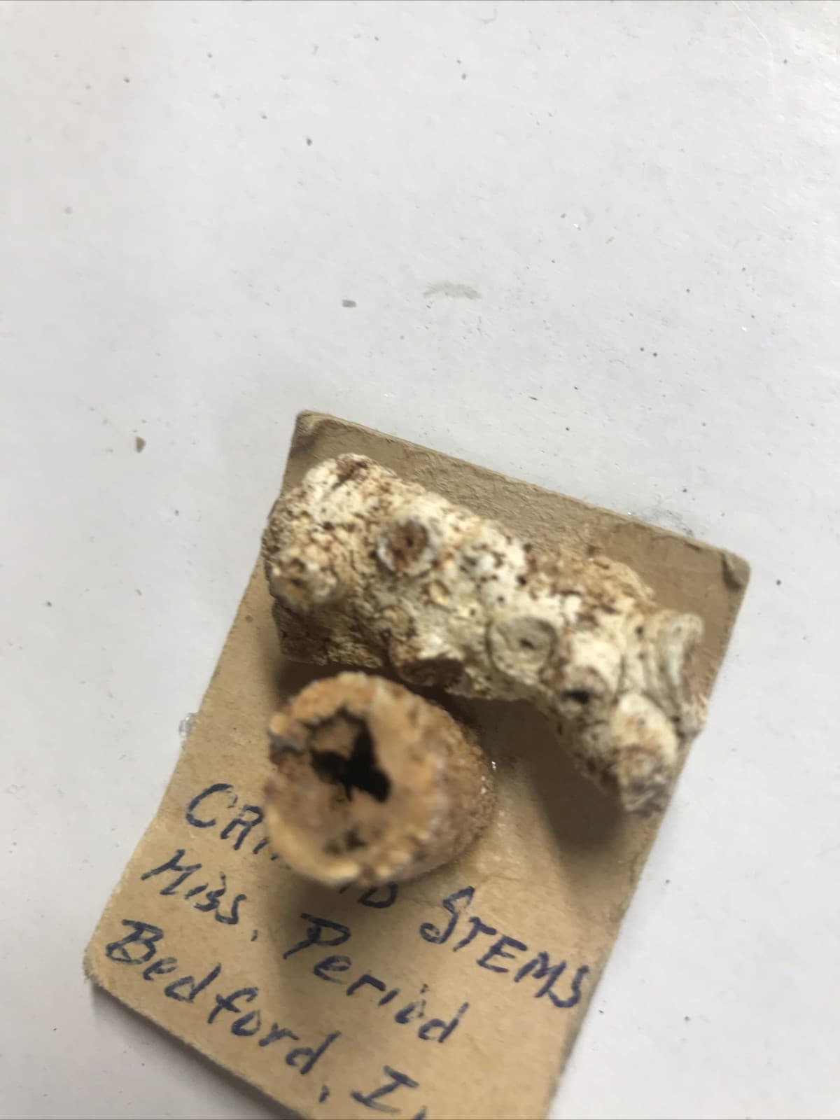 2x Hydreionocrinus Crinoid Stems  - Missing period  Bedford., Ind Size 5/8” & 1” 2