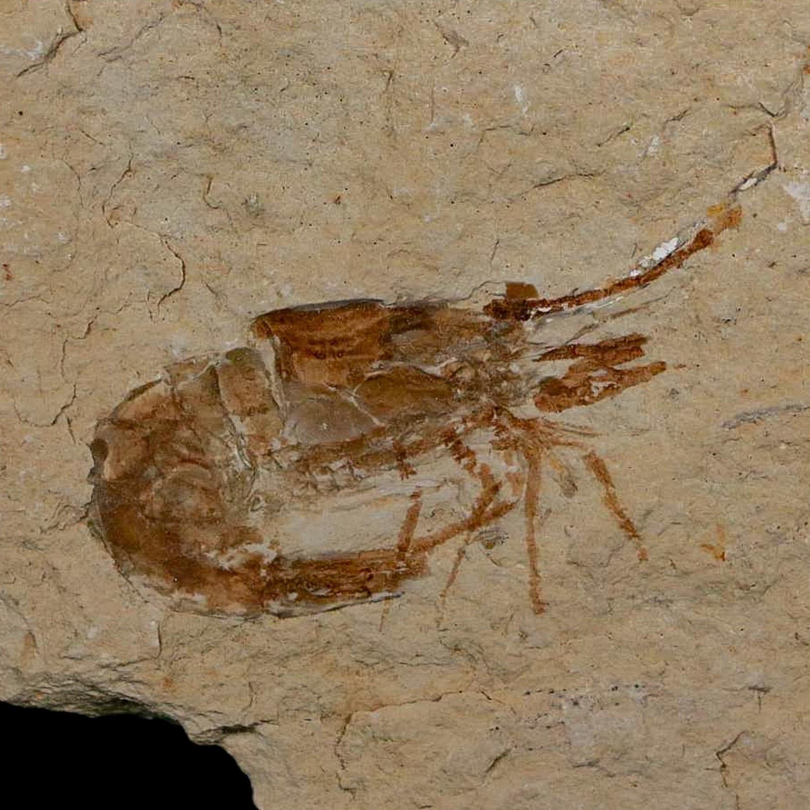 1.4" Fossil Shrimp Carpopenaeus Cretaceous Age 100 Mil Yrs Old Lebanon COA