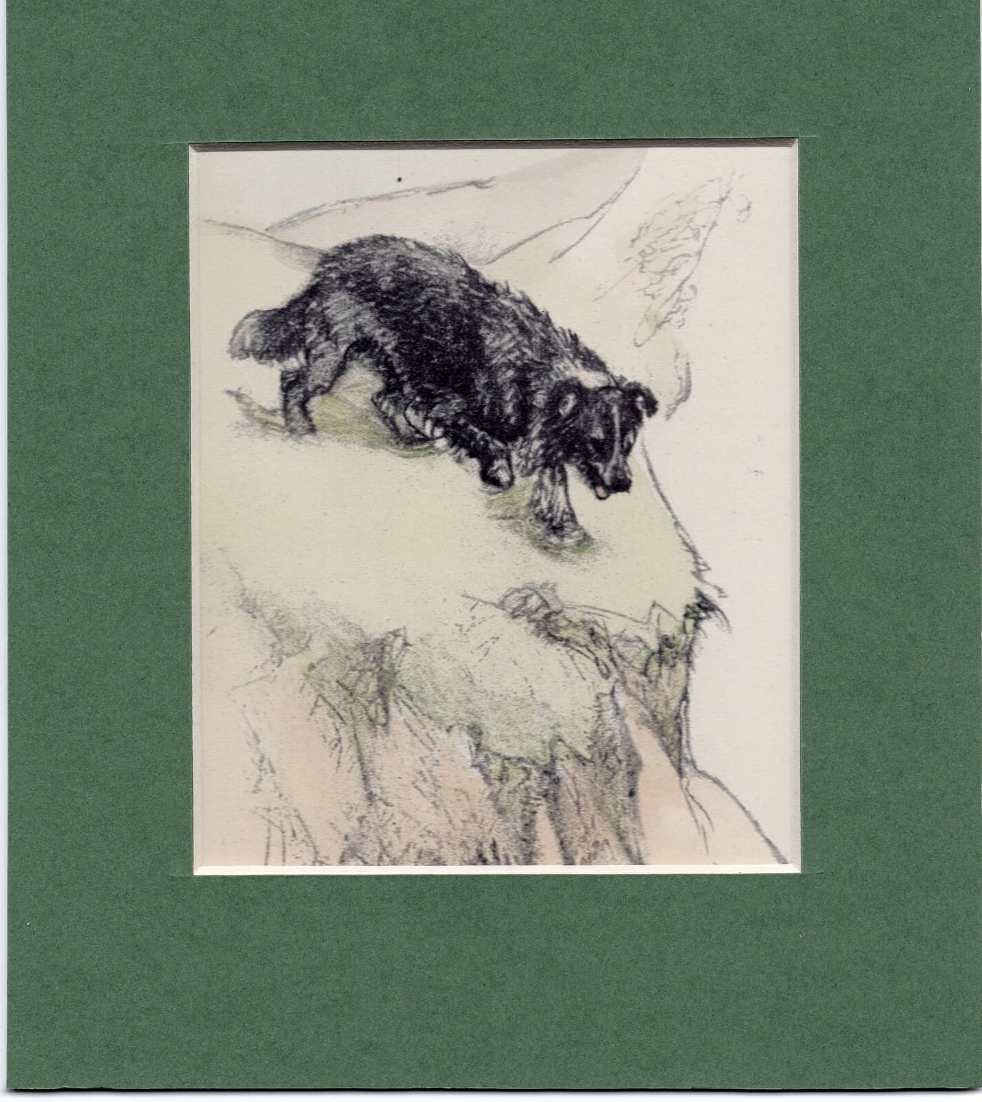 ~ Border Collie ~ Vernon Stokes Hand Coloured Print Genuine Vintage 1947