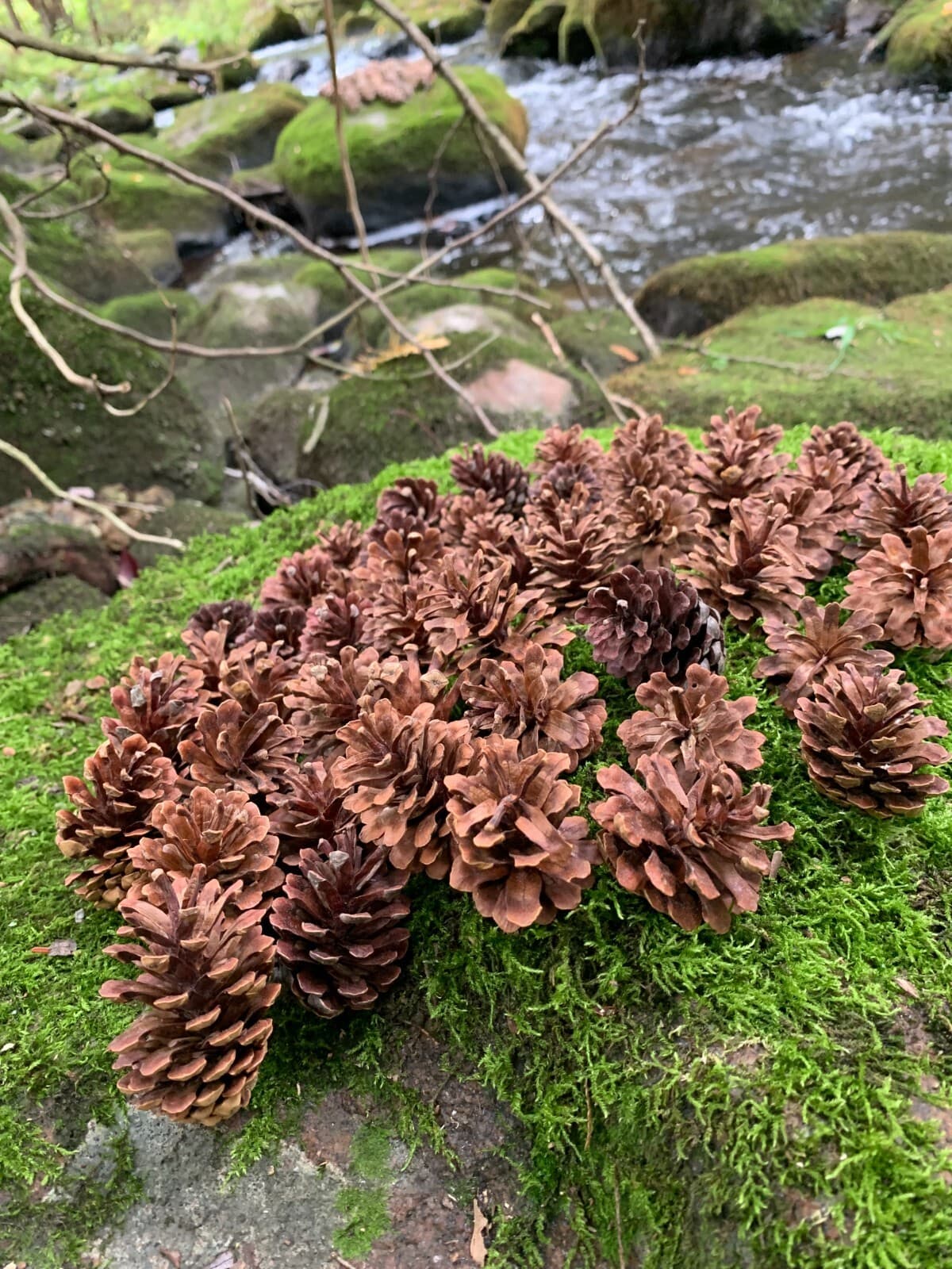 Pine Cones 50 count, Jack Pine 6