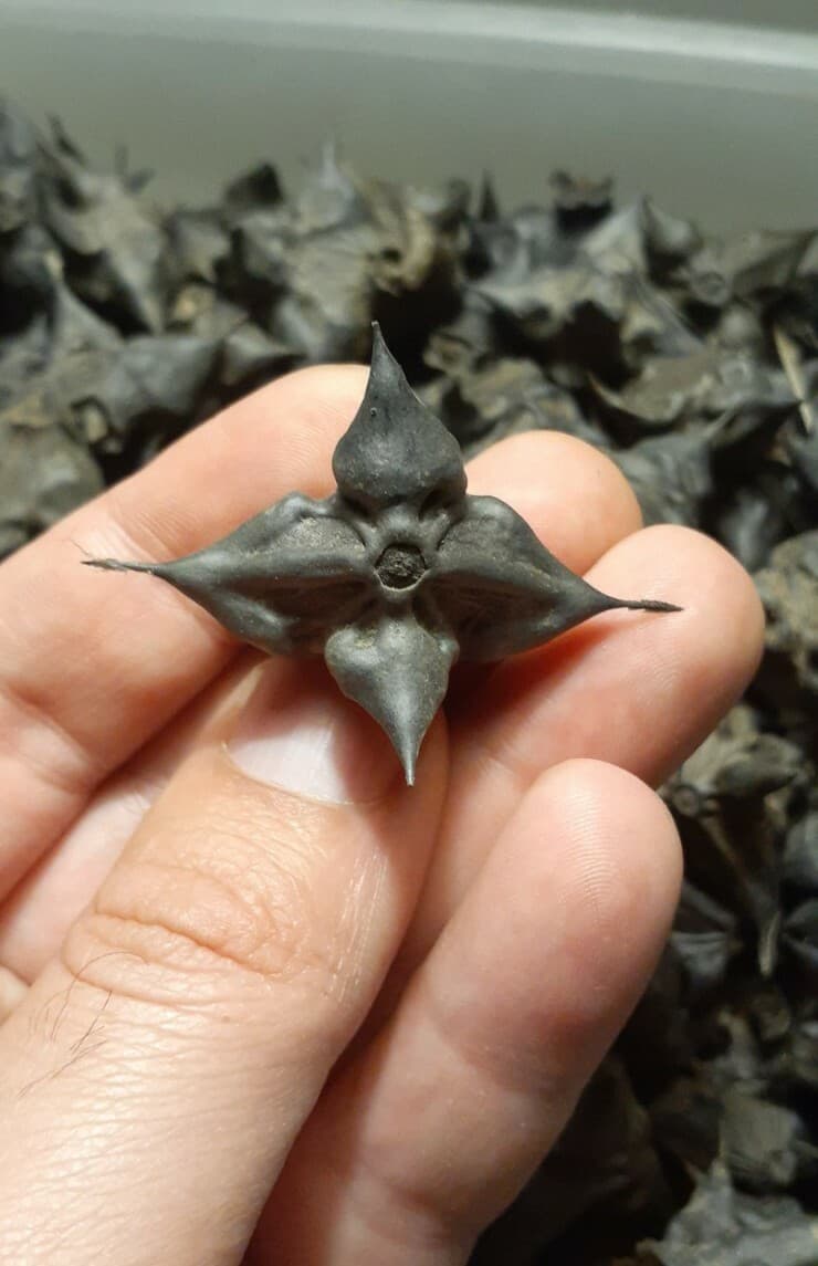 DEVILS POD, TRAPA NATANS WATER CHESTNUTS LOT OF 20 ARTS CRAFTS GRIDS PROTECTION 6