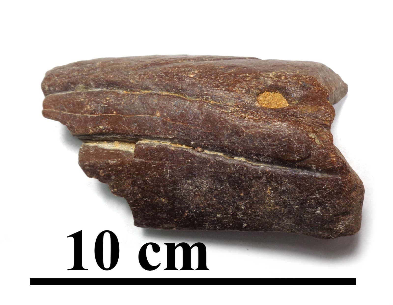 NEWEST! Excellent Dino bone, Late Cretaceous, Turonian, 90 ma, Uzbekistan #7