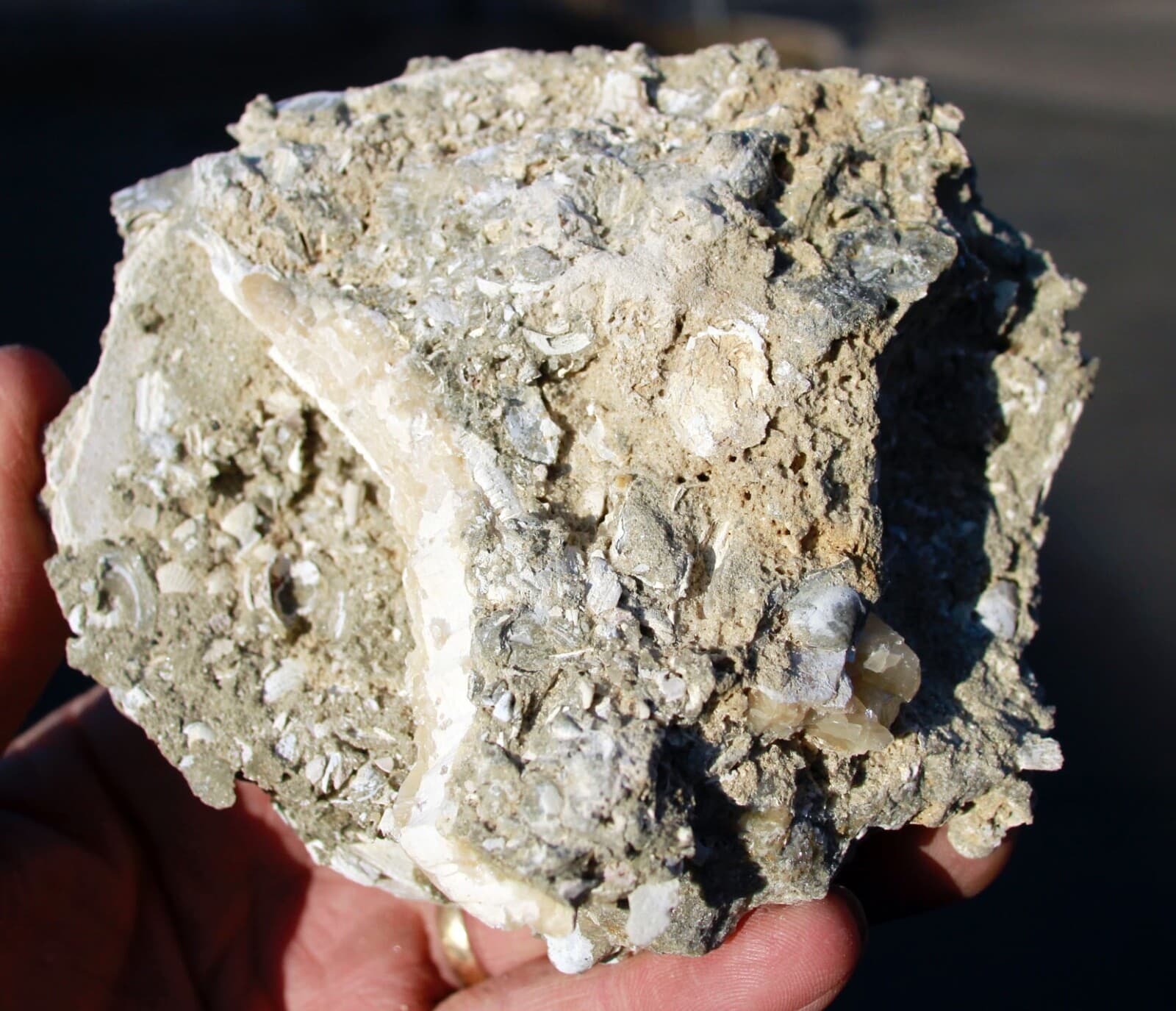 Mercanaria permanga • Fluorescent Fossil Clam from Ruck's Pit, Florida 5