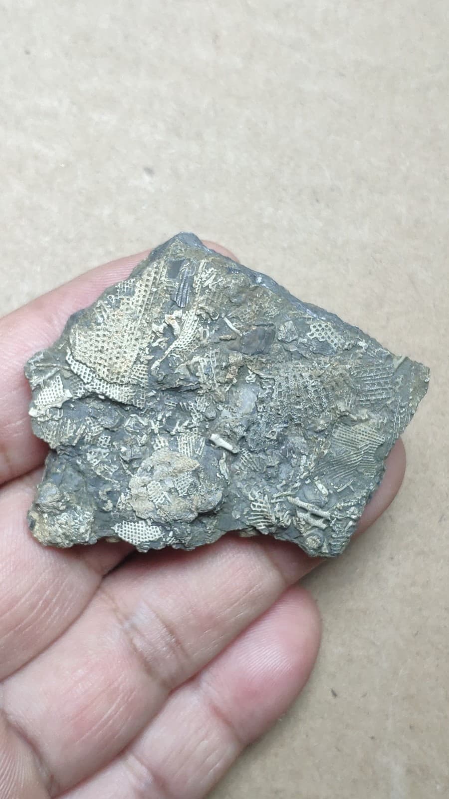 26g Bryozoa specimen from Cambrian Period 5