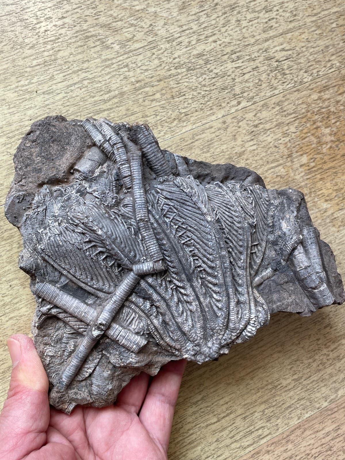 876g Triassic Natural crinoid specimen Geologic rock 4
