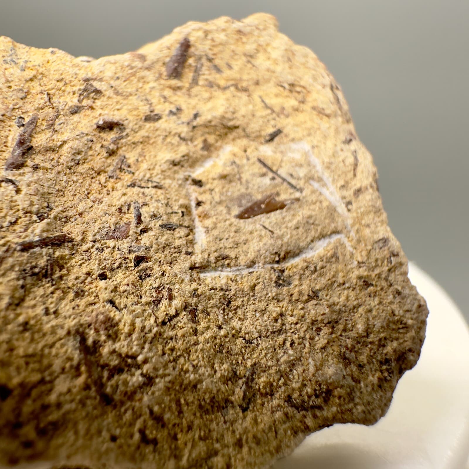 Uncommonly Offered Small Fossil EXTINCT BRAMBLE SHARK Tooth-Cretaceous,Australia 5