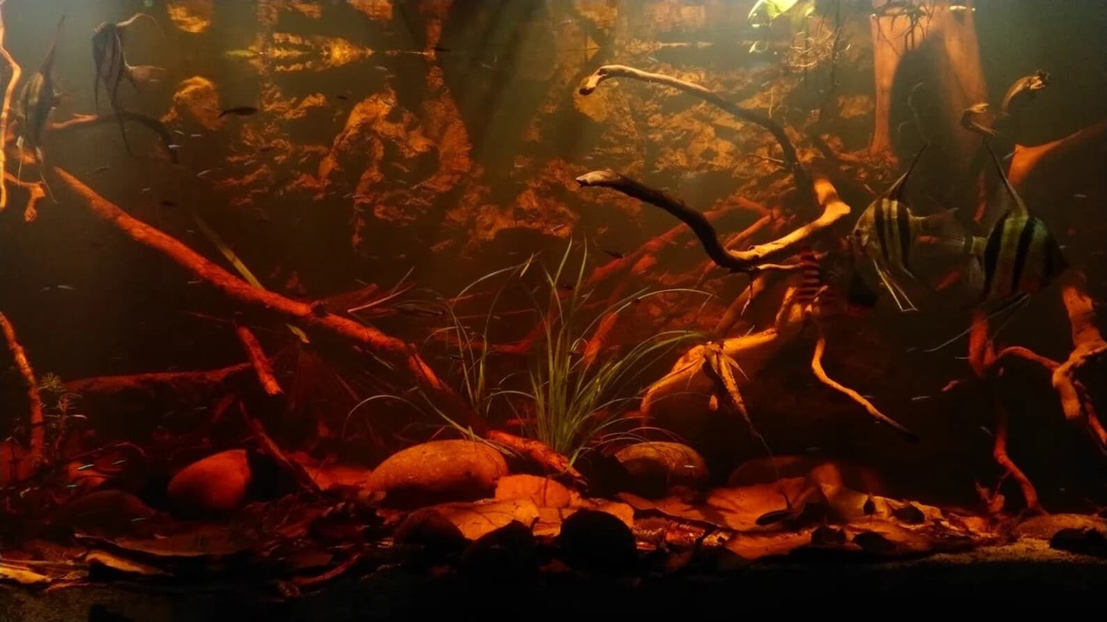 Nano Indian Almond Leaves Cholla Wood Alder Cones Catappa Bark Shrimp Package 6