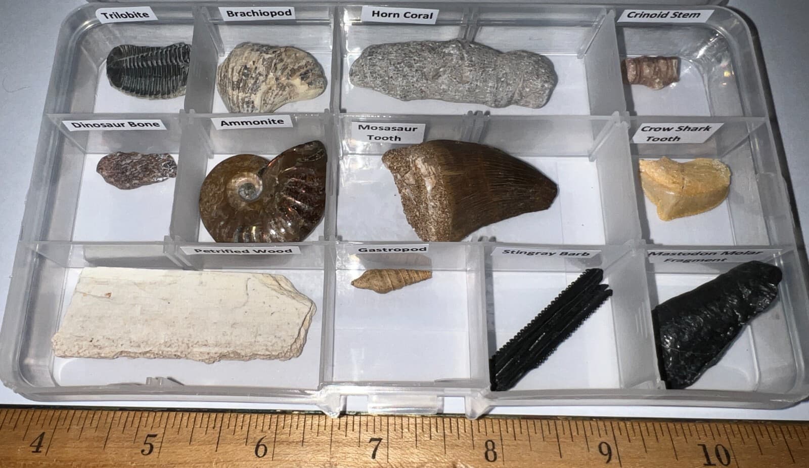 Labeled 12 REAL Fossil Lot Collection MOSASAUR, DINOSAUR, ICE AGE, SHARK TOOTH!