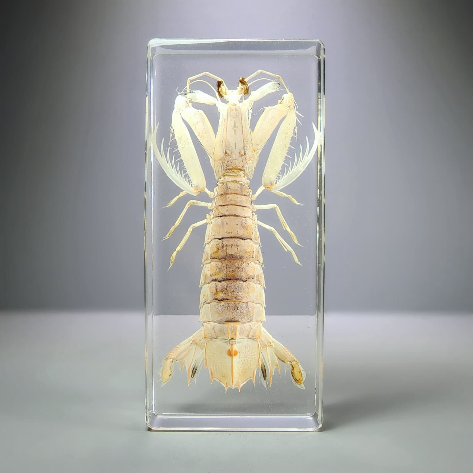 Large Mantis Shrimp in Resin, Oratosquilla Oratoria, Oddities, Curiosities 2