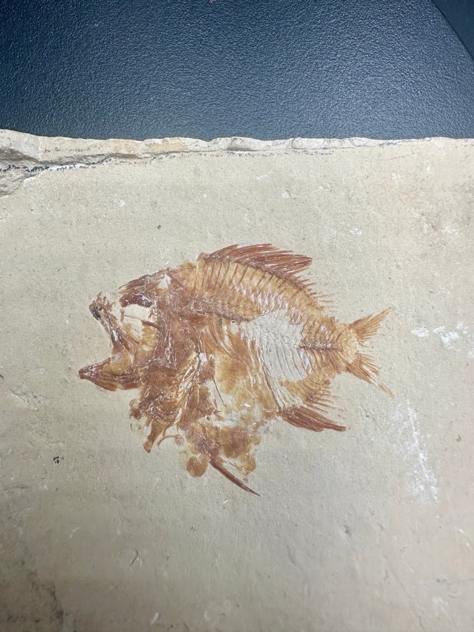 Stichopteryx lewisi fossil fish (A+B) - Late Cretaceous Lebanon - Haquel Sannine 5