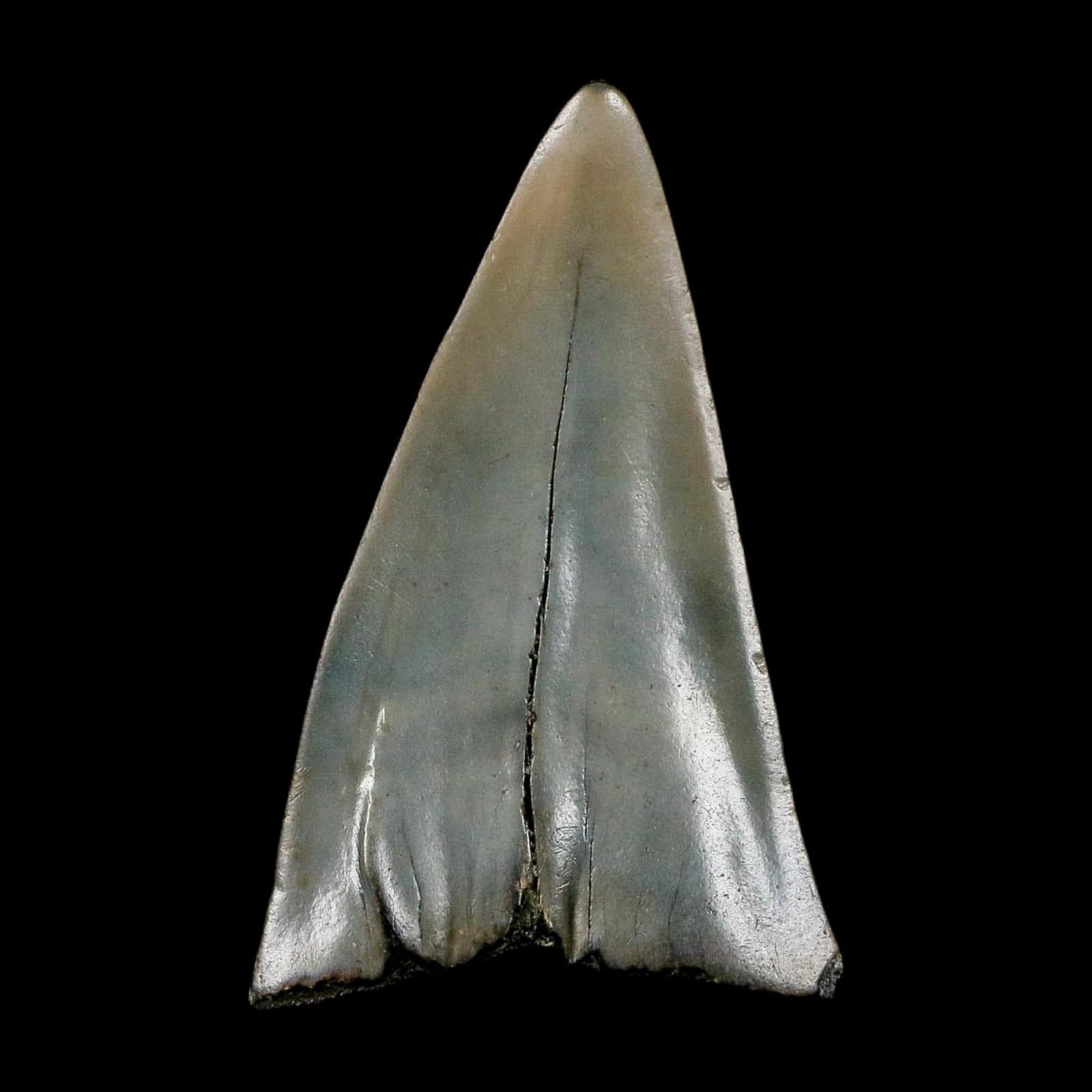 2.3" Quality Hastalis Mako Tooth Serrated Fossil Natural Miocene Age COA 6